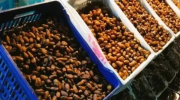 تباين في أسعار البلح السيوي والتمور داخل أسواق محافظة مطروح اليوم الأربعاء